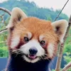 Red Panda