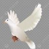 user943309909001687