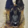odilecaserta