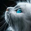 haitham_king112