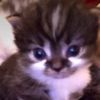 meow._334