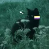 noodle_micielo