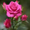 adel.alhaithamy