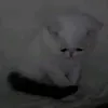 kadi_0011