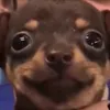 hfjcucjdnduf