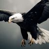 ℍ 𝟜𝟙𝟙𝟘 𝔻𝔼𝕂🦅