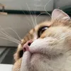 iluv_mycatss