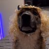 funnydogs8886