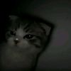 its_faradisa
