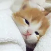 _qyanhh212_