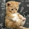 wally_thikchillvsmeo