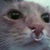 tomikcatss