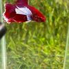 tonpai23.betta