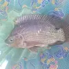 thichcau85