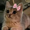 urr.cupcake
