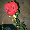 shams.shalby