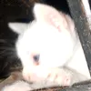 anyf3rtent