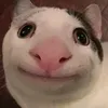 hasshiff12