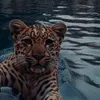 tigerdealz4u