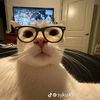 lela_sjj
