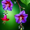 shahin.hawlader80