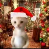 meowwyyyyyy_