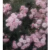 am.o5o1