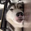 naohetflopthidoiten8