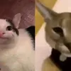 timohmbd2ia