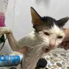 dtmeo