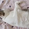 cat_on_life