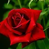 maria.zajc39