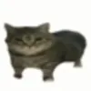 user1707619561585