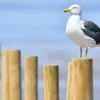 dulloio