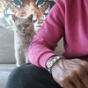 simba_britishshorthair