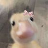 rosielovedrosie