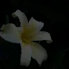 nassma_fd