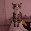 tom.tom3949
