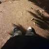 fuckeed1
