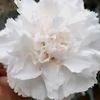 clavel.blanco7