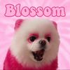 blossom