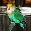 clancybird4