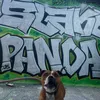 pandagraffiti