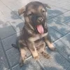 camvoxanh_242
