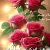 hassanalibhatti85