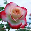 magdi.ismaeil