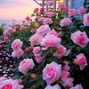 zaw.htet.aung1141