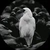 233he