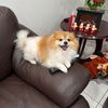 chula3077