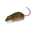 mouse_officia